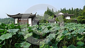 Hangzhou west lake,Lotus Stirred by Breeze in Quyuan Garden