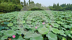 Hangzhou west lake,Lotus Stirred by Breeze in Quyuan Garden photo