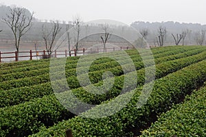 Hangzhou Xihu Longjing Tea tea plantation