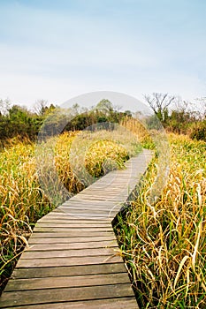 Hangzhou xixi wetland park boardwalk