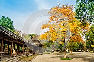 Hangzhou xixi wetland park scenery