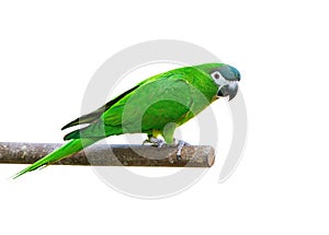 Hanh macaw or red-shouldered macaw, beautiful green bird  isolated perching on the branch.