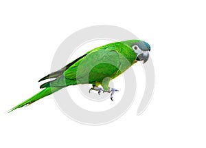 Hanh macaw or red-shouldered macaw, beautiful green bird with white background .