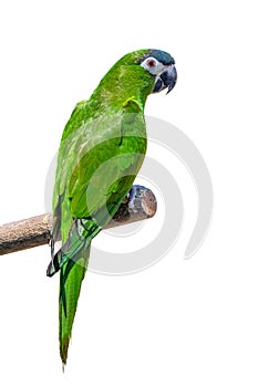 Hanh macaw or red-shouldered macaw, beautiful green birds isolated perched on the branch.