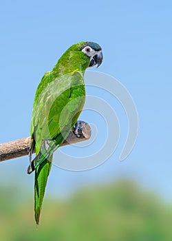 Hanh macaw or red-shouldered macaw, beautiful green birds perched on the branch.