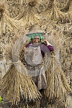 Hani Rice Farmer in China