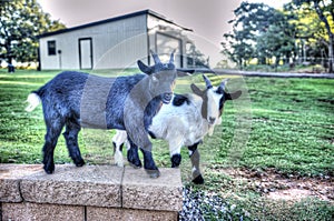 Hank and Lenny farm goats photo
