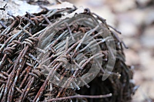 A hank of rusty old barbed wire lies in a forest on dry leaves