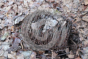 A hank of rusty old barbed wire lies in a forest on dry leaves