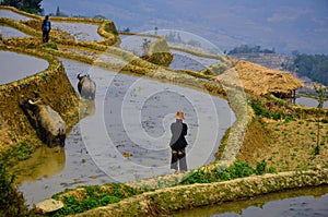 Hannian farmers feed two buffaloes in the rice terraces at Yuanyang ,China