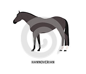 Hannoverian horse flat vector illustration. Beautiful dark grey stallion with short mane isolated on white background