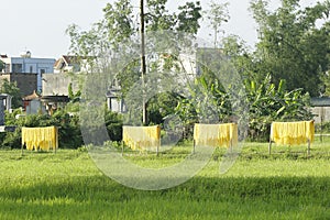 Hanoi, Vietnam,: arrowroot vermicelli- a special Vietnamese noodles are being dried on bamboo fences going along