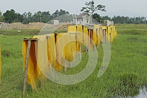 Hanoi, Vietnam,: arrowroot vermicelli- a special Vietnamese noodles are being dried on bamboo fences going along