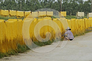 Hanoi, Vietnam,: arrowroot vermicelli- a special Vietnamese noodles are being dried on bamboo fences going along