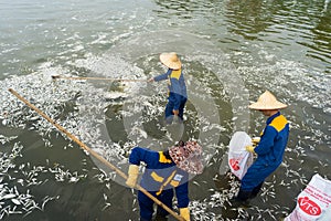 Hanoi, Vietnam - Oct 2, 2016: Garbage collector, environment workers take mass dead fishes out from West Lake