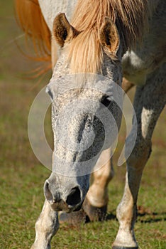 Hanovarian Mare horse