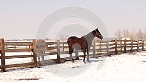 Hanover horse and Haflinger horse. Horses are outdoors on a sunny winter `s day