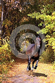Hanoverian horse gallop in autumn woods