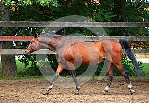 Hanoverian horse just before evening in corral