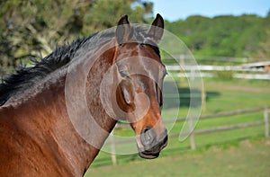 Hanoverian horse portrait