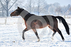 Hanoverian horse in winter