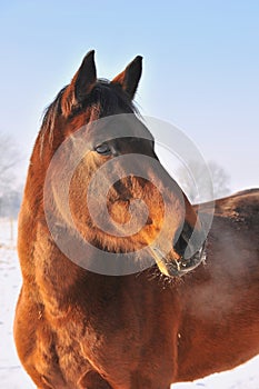 Hanoverian horse in winter