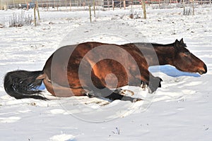 Hanoverian horse in winter