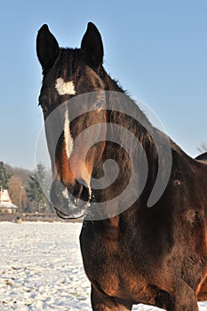 Hanoverian horse in winter