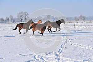 Hanoverian horses in winter