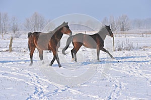 Hanoverian horses in winter