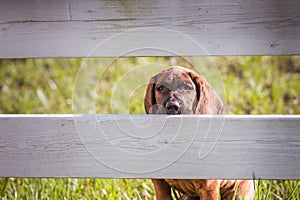 Hanoverian hound peeking through rails of a fence