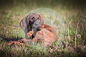 Hanoverian hound puppy laying in the grass