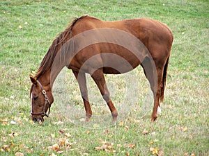 Hanoverian Race Horse