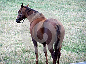 Hanoverian Race Horse