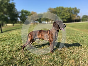 Hanoverian Scenthound dog in grass