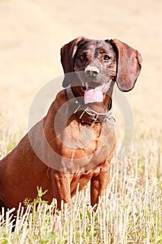 Hanoverian Scenthound, dog sitting and waiting in the field