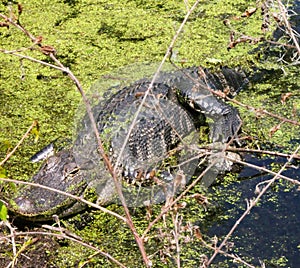 Hansome Alligator resting in a swamp near my Florida home.