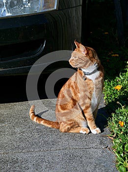 Hansome young ginger red cat sitting in a driveway next to a flower bed.