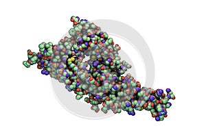 Hantavirus glycoprotein Gc, the molecule which forms surface spikes of the virus