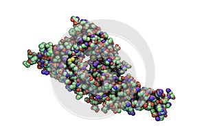 Hantavirus glycoprotein Gc, the molecule which forms surface spikes of the virus photo