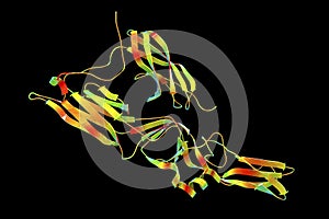 Hantavirus glycoprotein Gc, the molecule which forms surface spikes of the virus photo