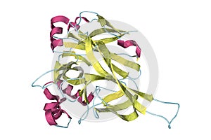 Hantavirus glycoprotein Gn, the molecule which forms surface spikes of the virus photo