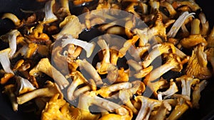 Ð¡hanterelle mushrooms are fried in a pan. Wild mushroom dishes, home cooking