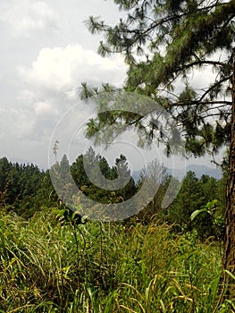 Hanthana Forest,Neer to Kandy,Sri lanka