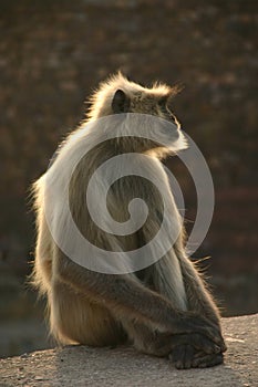 Hanuman langur