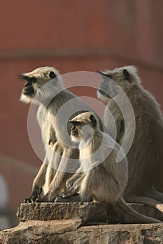 Hanuman langur