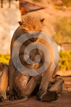 Hanuman langur family