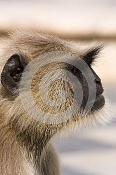 Hanuman langur , India