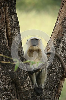 Hanuman Langur Monkey