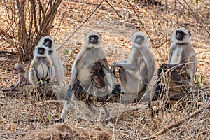 Hanuman Langur Monkey